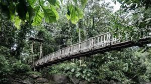 Forêt tropicale Basse-Terre